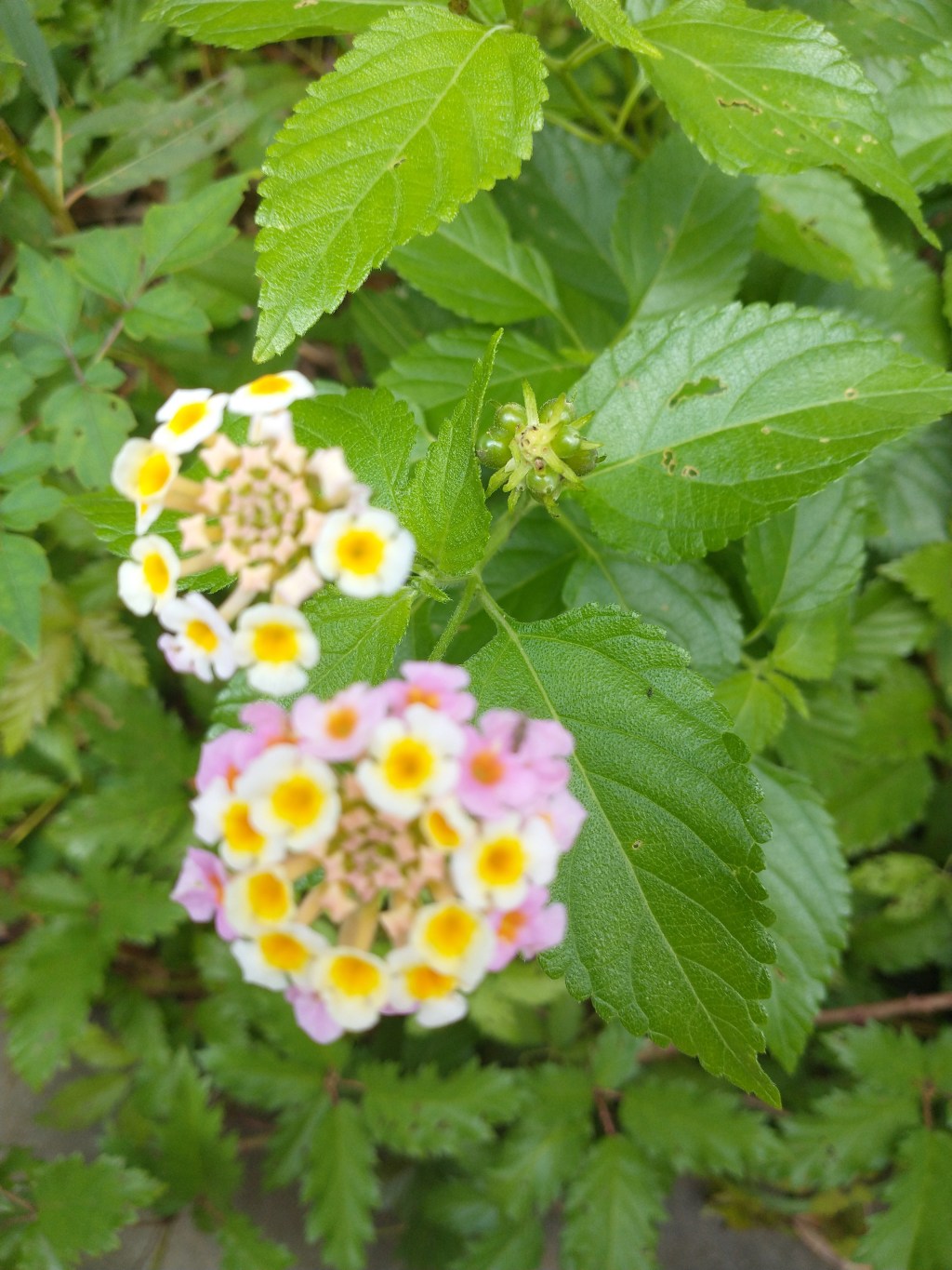 The Kaleidoscope Family- Episode&nbsp;One